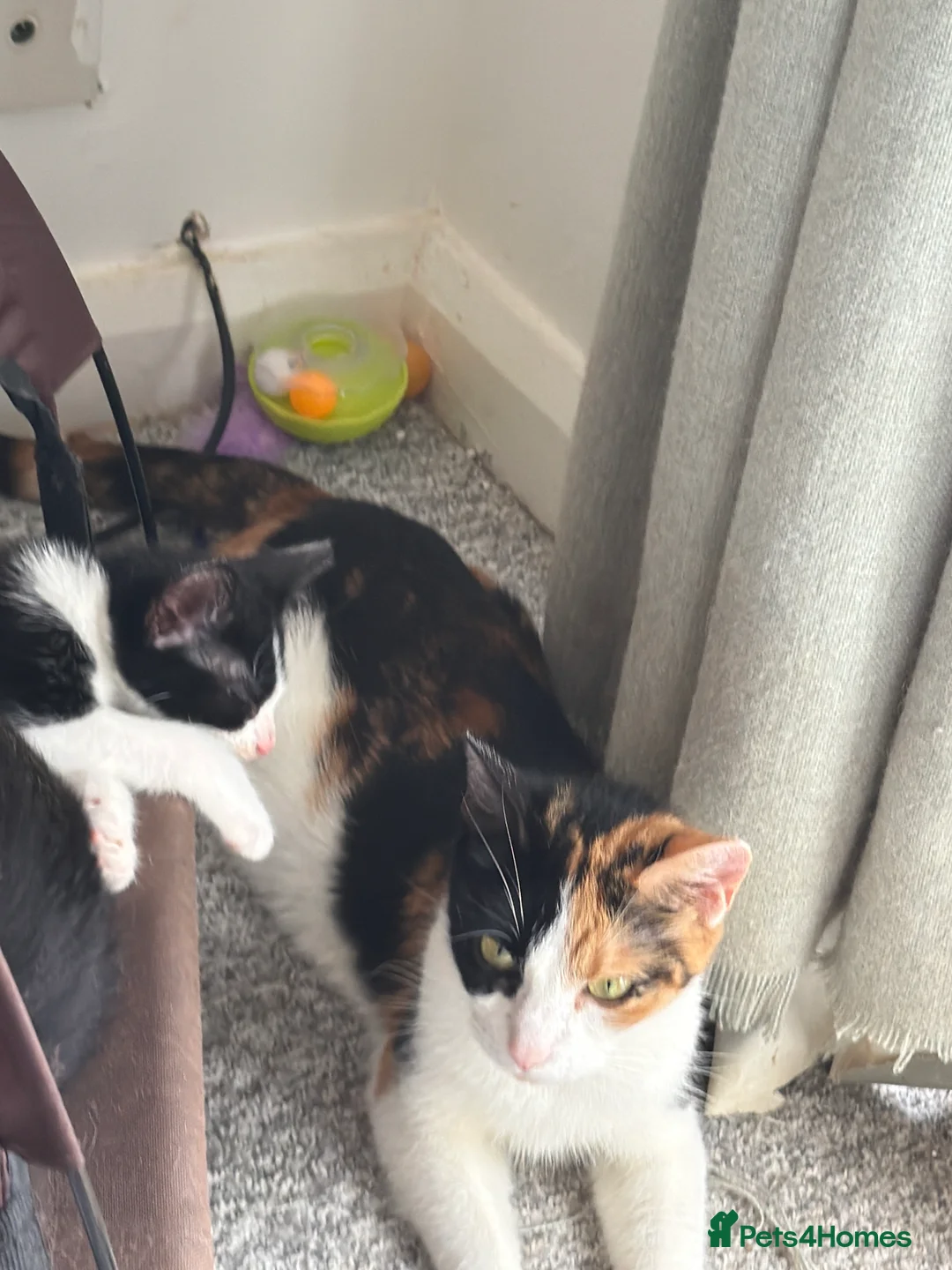British Shorthair cats for sale: Kittens for sale  in Doncaster - Advert 2