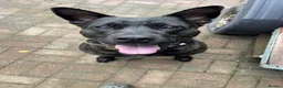 Mixed Breed dogs for sale: Zues much loved dog looking for new home  in Oxted - Advert 1