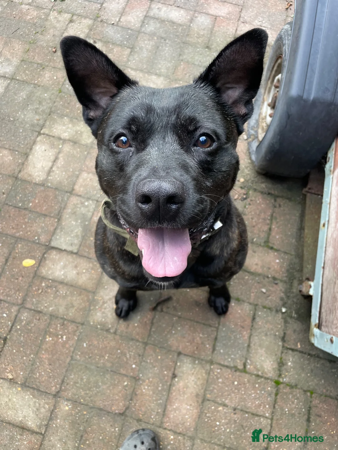 Mixed Breed dogs for sale: Zues much loved dog looking for new home  in Oxted - Advert 1