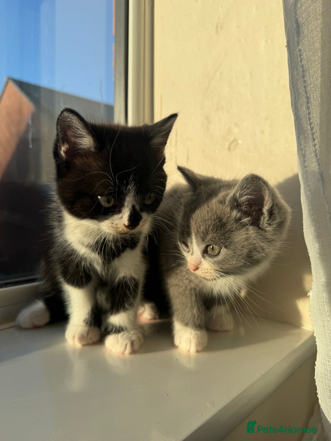 British Shorthair cats for sale: British Shorthair Cat - Rehoming due to work - Advert 5