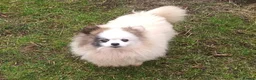 Pomeranian dogs for adoption: 🐾 Winnie (aka Watson) – Female Pomeranian - Advert 4