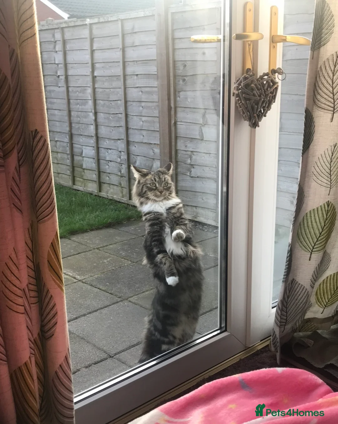 Ragdoll cats for sale: Female Ragdoll Cross Kitten  - Advert 12