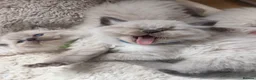 Ragdoll cats for sale: 5 Ragdoll kittens - Advert 7