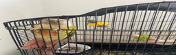 Parrots birds for sale: Pineapple Conure  in Westgate-on-Sea - Advert 2