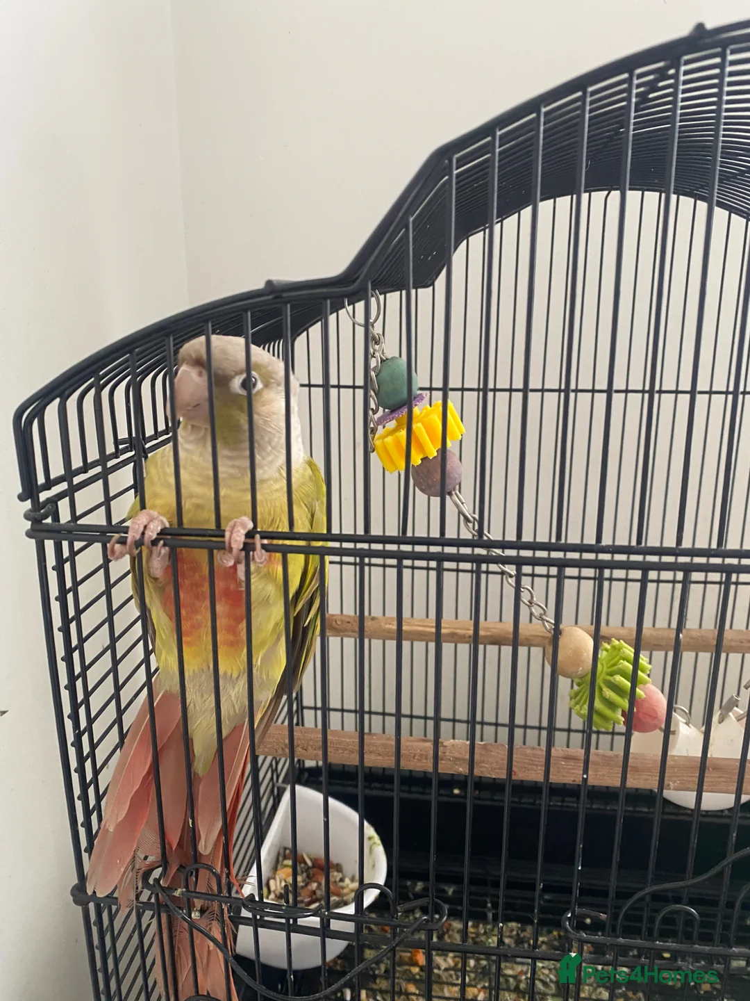 Parrots birds for sale: Pineapple Conure  in Westgate-on-Sea - Advert 2
