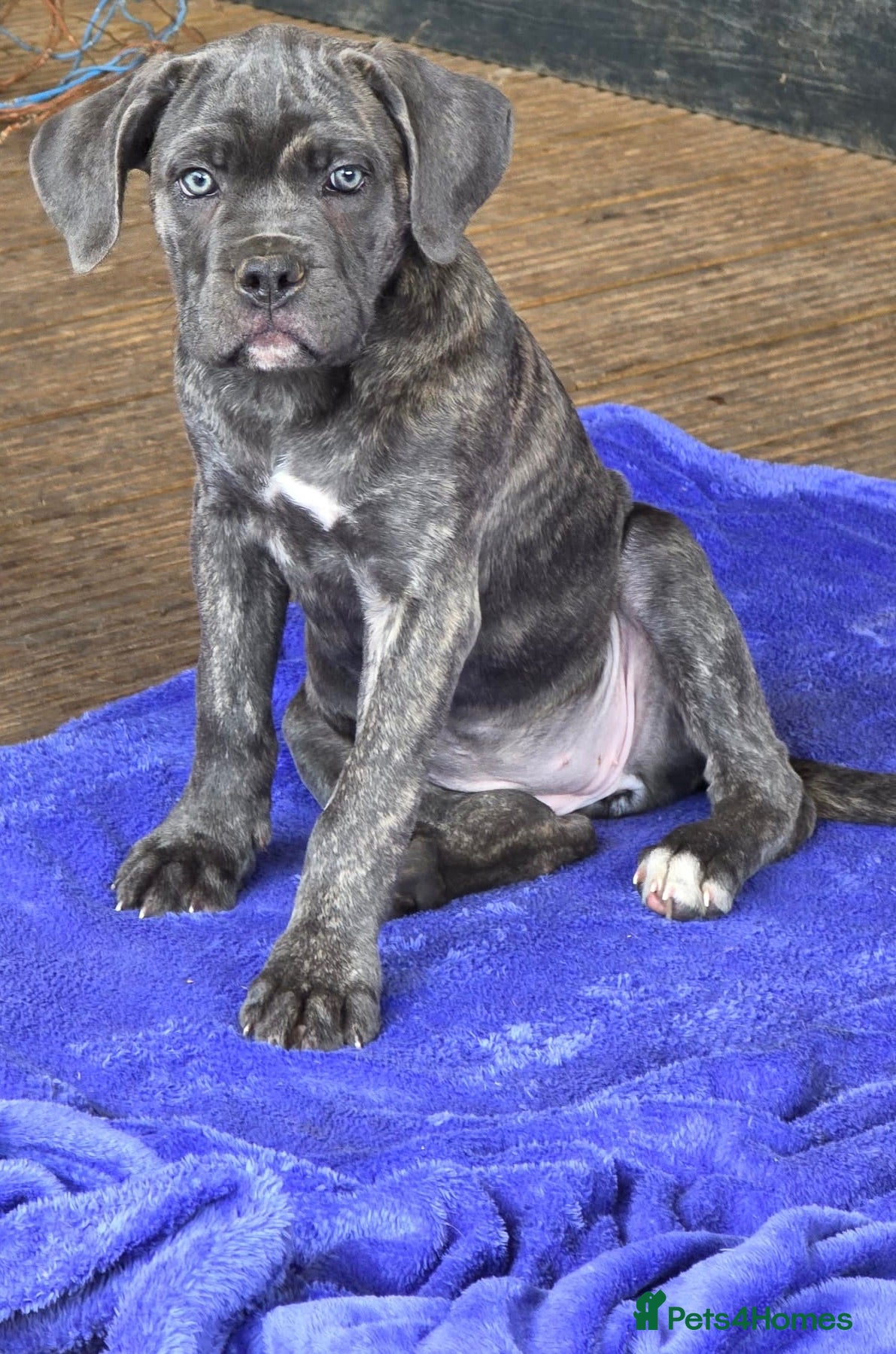 Cane Corso dogs Last 3 left looking for their forever 🏡!🥰 - Advert 1