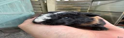 Guinea Pig rodents for sale: Beautiful litter of Sheltie pigges  - Advert 4