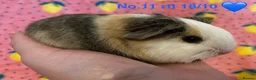 Guinea Pig rodents for sale: Gorgeous baby Guinea pigs - Advert 11