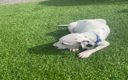 Dalmatian dogs for sale: Stunning litter of 6 Dalmatian puppies  - Image 4