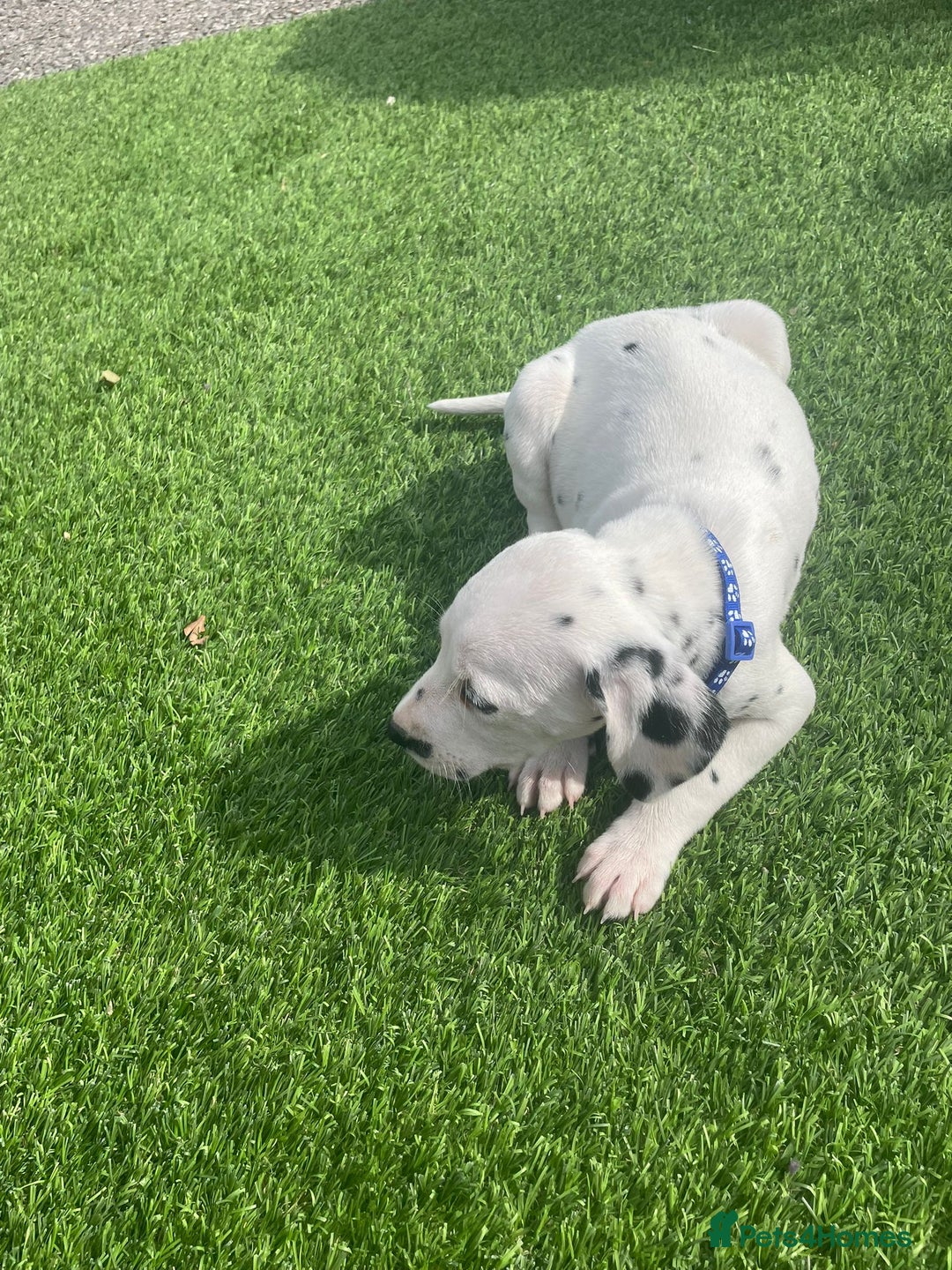 Dalmatian dogs for sale: Stunning litter of 6 Dalmatian puppies  - Image 4