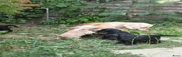 American Cocker Spaniel dogs for sale: American cocker spaniels puppies - Advert 4