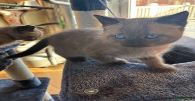 British Shorthair cats 3 male, 2 female British shorthair - Advert 15