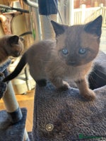 British Shorthair cats 3 male, 2 female British shorthair - Advert 6