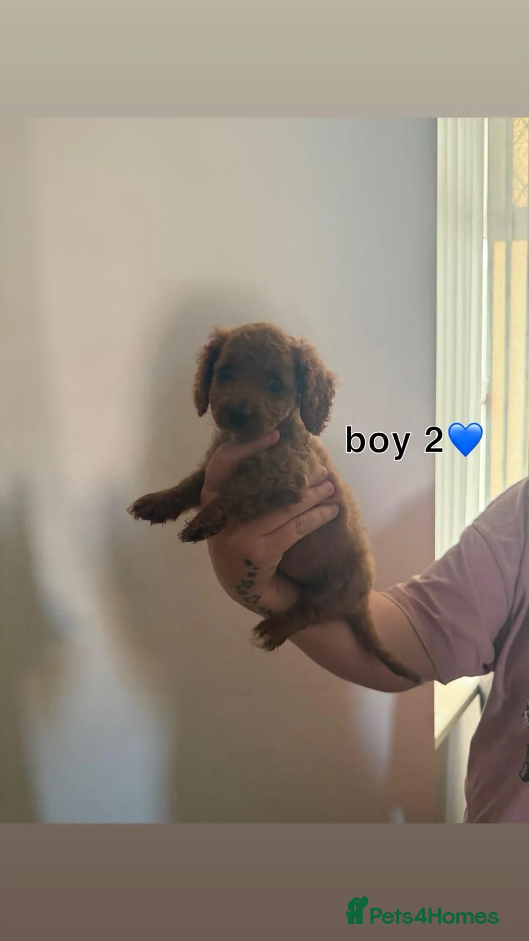 Cavapoo dogs for sale: GORGEOUS CAVAPOO PUPPIES  - Advert 2