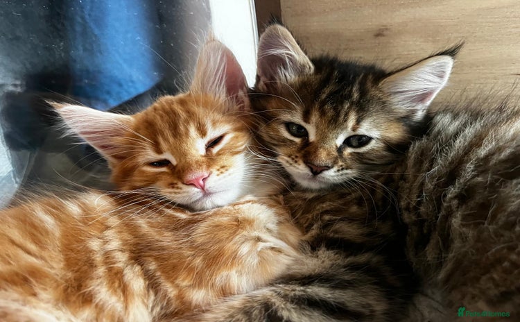 Maine Coon cats - Advert 4