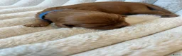 Cavalier King Charles Spaniel dogs for sale: Cavalier King Charles  - Advert 10