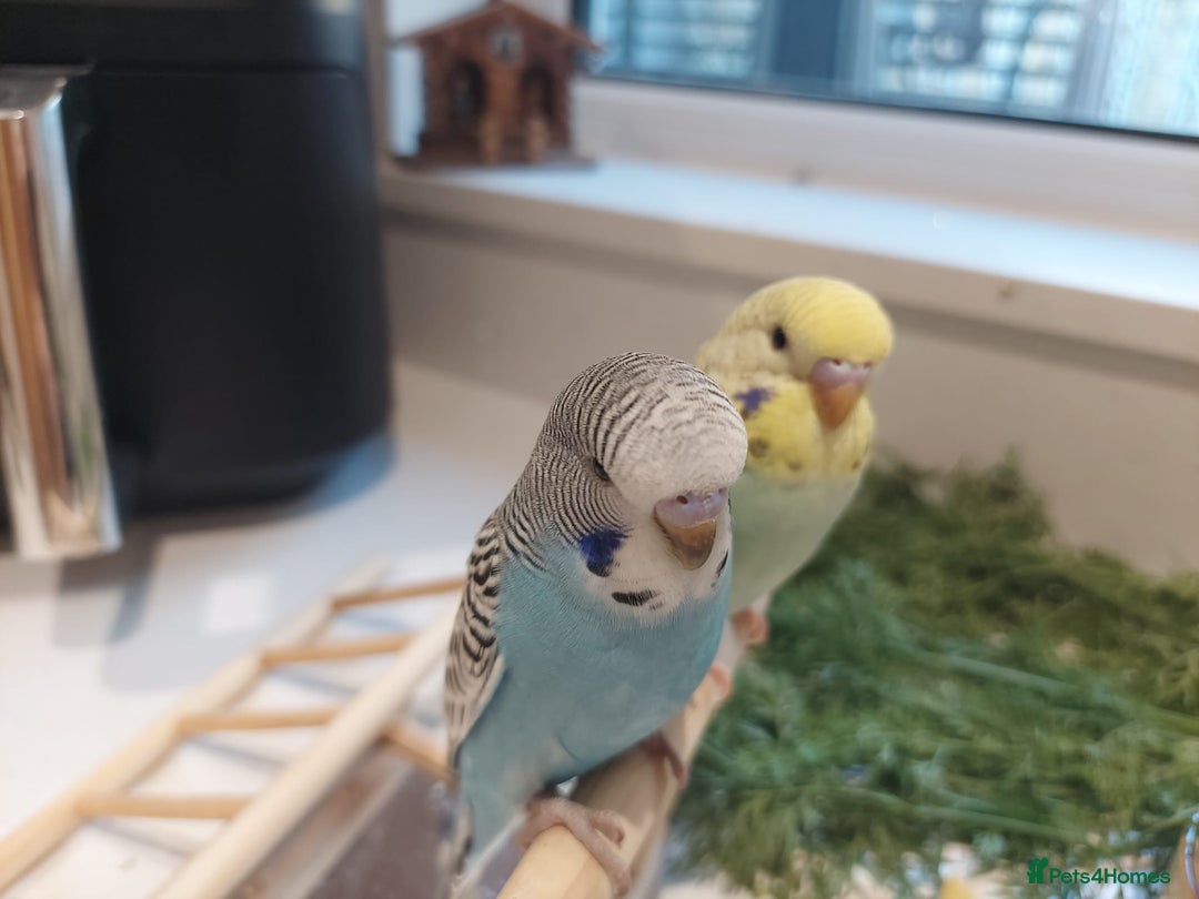 Budgerigars birds for sale: Tame Baby Budgies - Advert 6