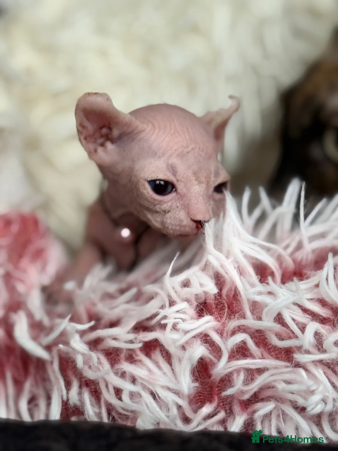 Sphynx cats for sale: Beautiful babies! 1 male 3 females ♥️ in King's Lynn - Advert 20