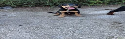 Mixed Breed dogs for sale: Beautiful bold puppies  - Advert 2