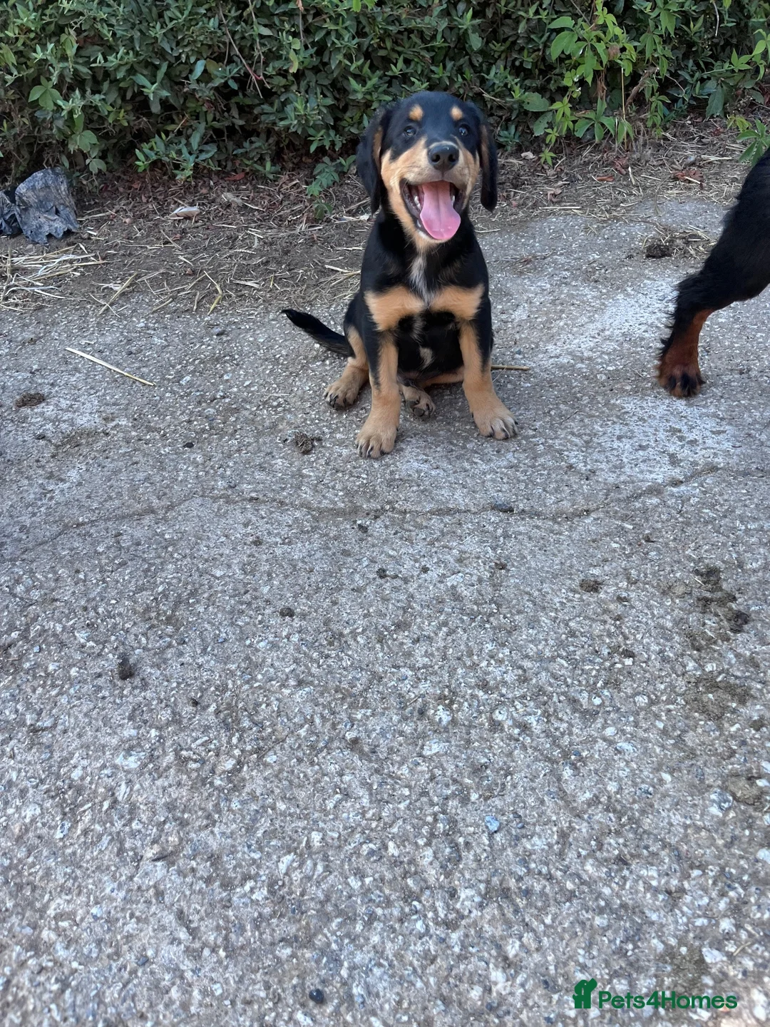Mixed Breed dogs for sale: Beautiful bold puppies  - Advert 2