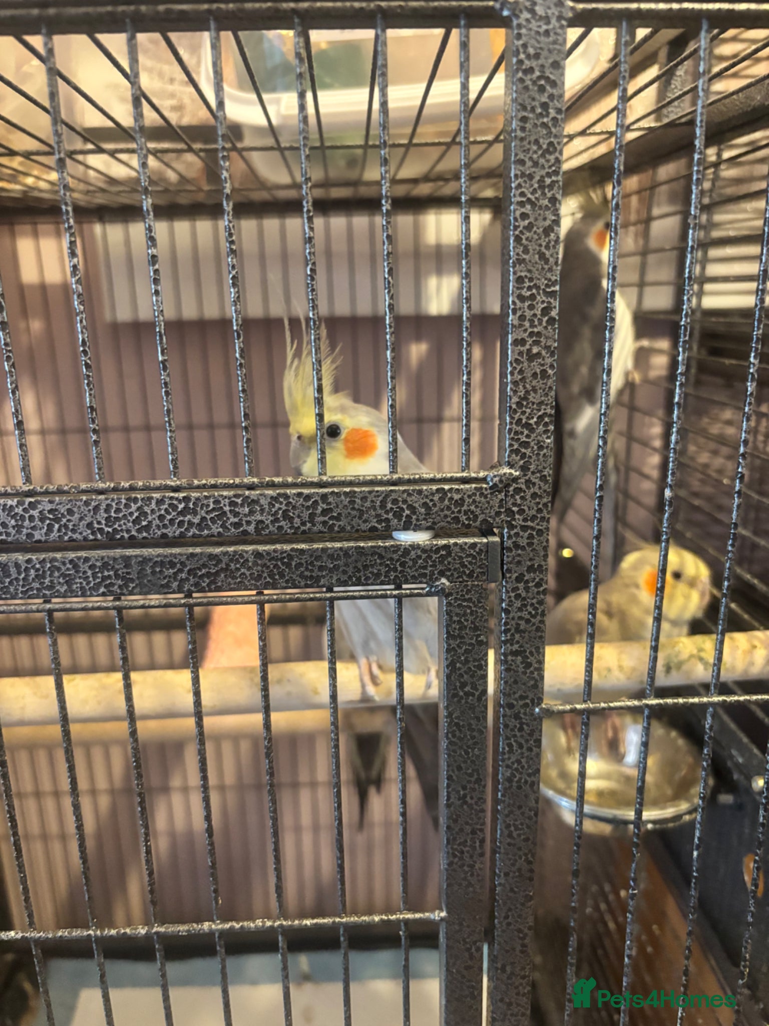 Cockatiels birds Aviary Cockatiels for sale - Advert 2