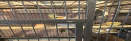Cockatiels birds for sale: Aviary Cockatiels for sale - Advert 1