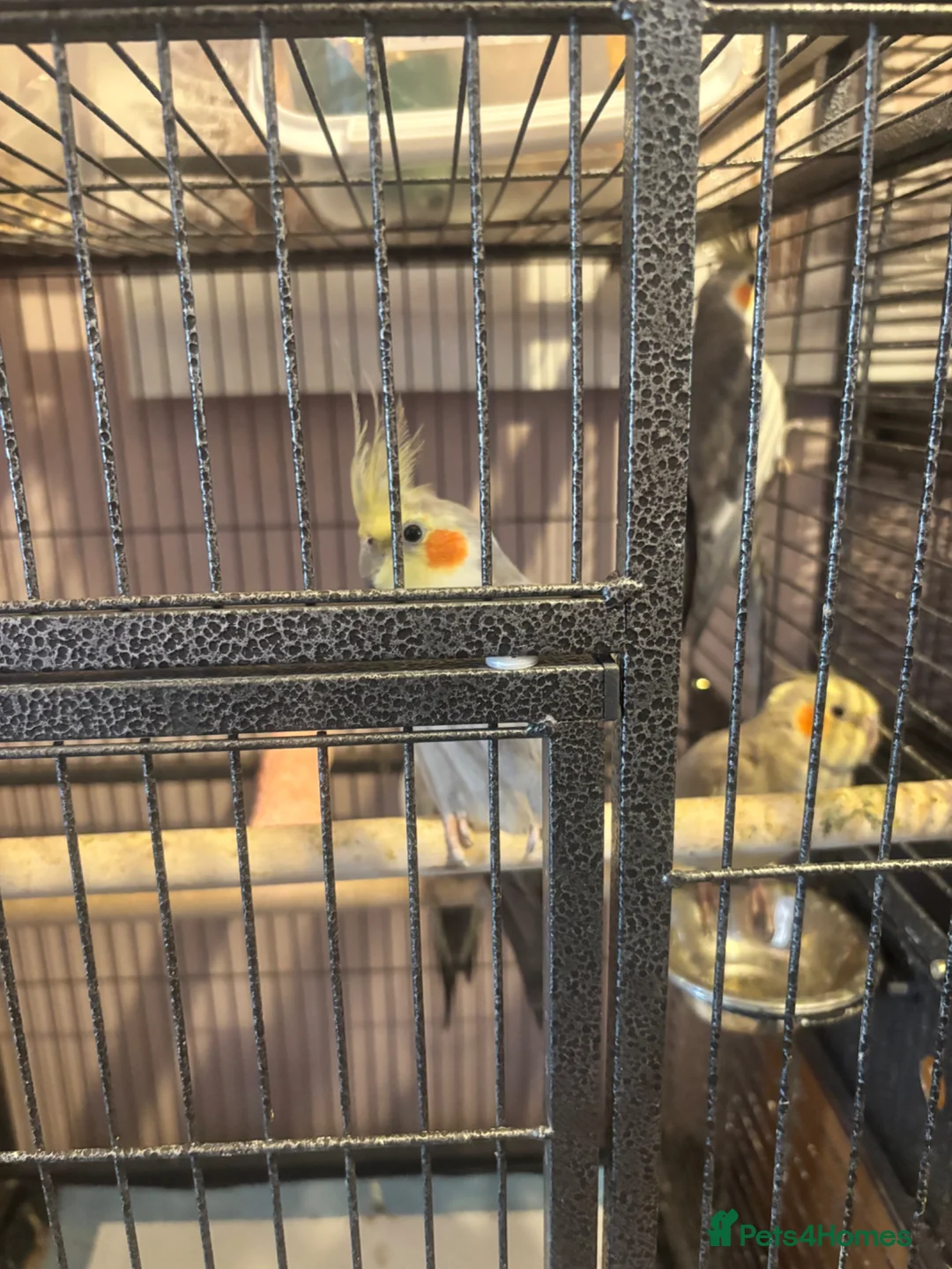 Cockatiels birds for sale: Aviary Cockatiels for sale - Advert 1