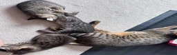 Savannah cats for sale: LAST KITTEN AVAILABLE🏆F4 TICA Registered Savannah - Advert 19