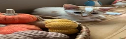 Domestic Shorthair cats for sale: Beautiful 13 week old male kitten needs new home. - Advert 10