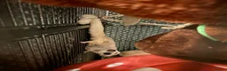 Sugar Glider rodents for sale: X2 female sugar gliders and cages for sale in Faringdon - Advert 4