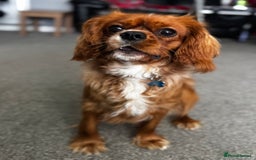 Cavalier King Charles Spaniel dogs for stud: Ruby Red Cavalier King Charles Spaniel - Image 5