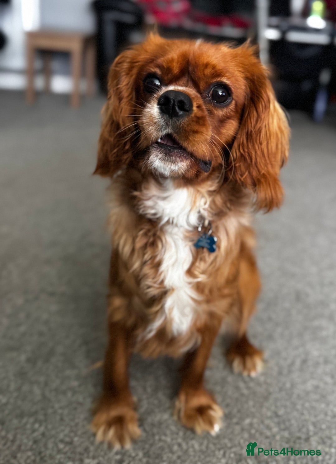 Cavalier King Charles Spaniel dogs for stud: Ruby Red Cavalier King Charles Spaniel - Image 5
