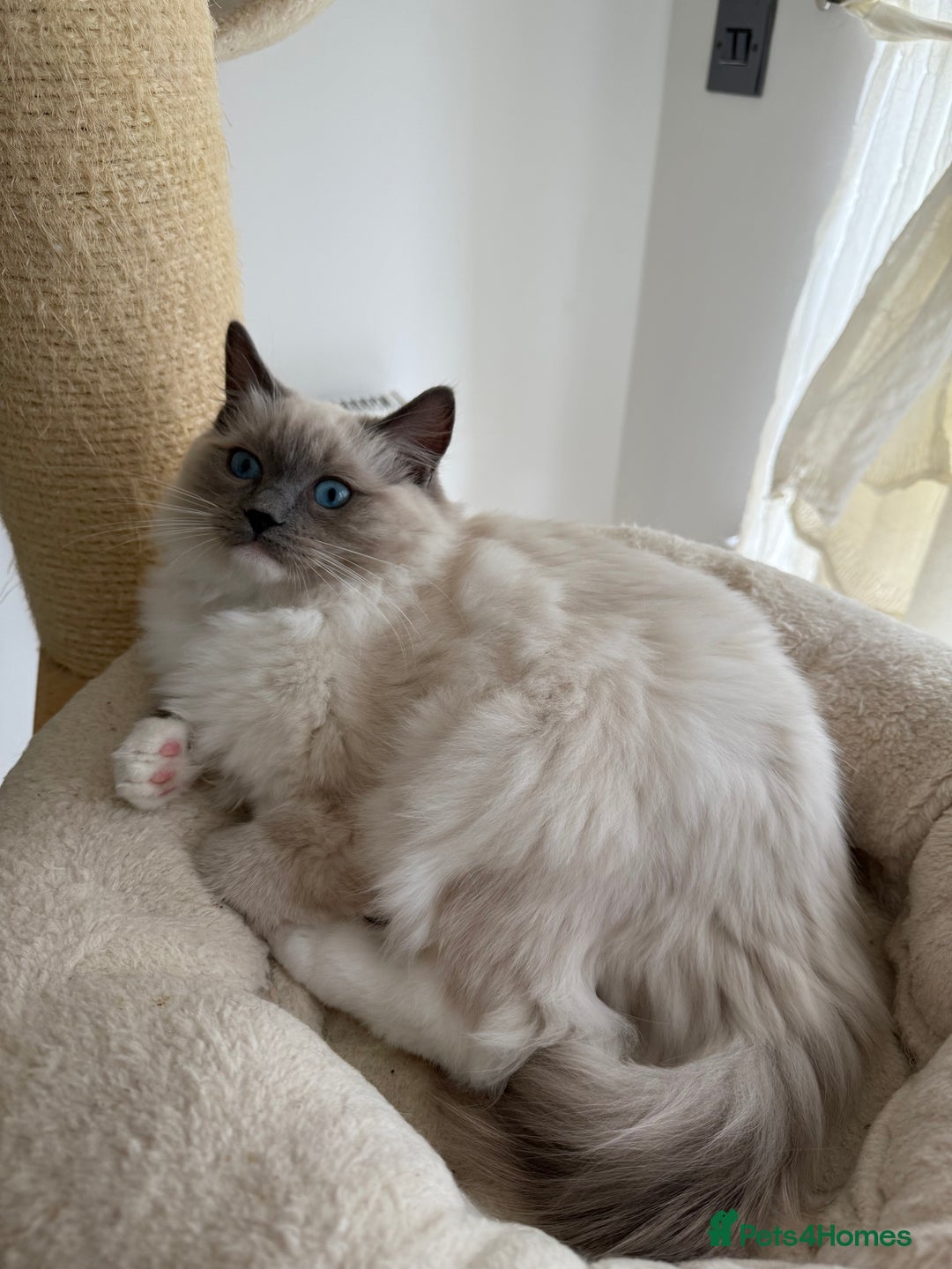 Ragdoll cats for sale: ❤️Ragdoll kittens with 5 gen pedigree❤️ - Image 4