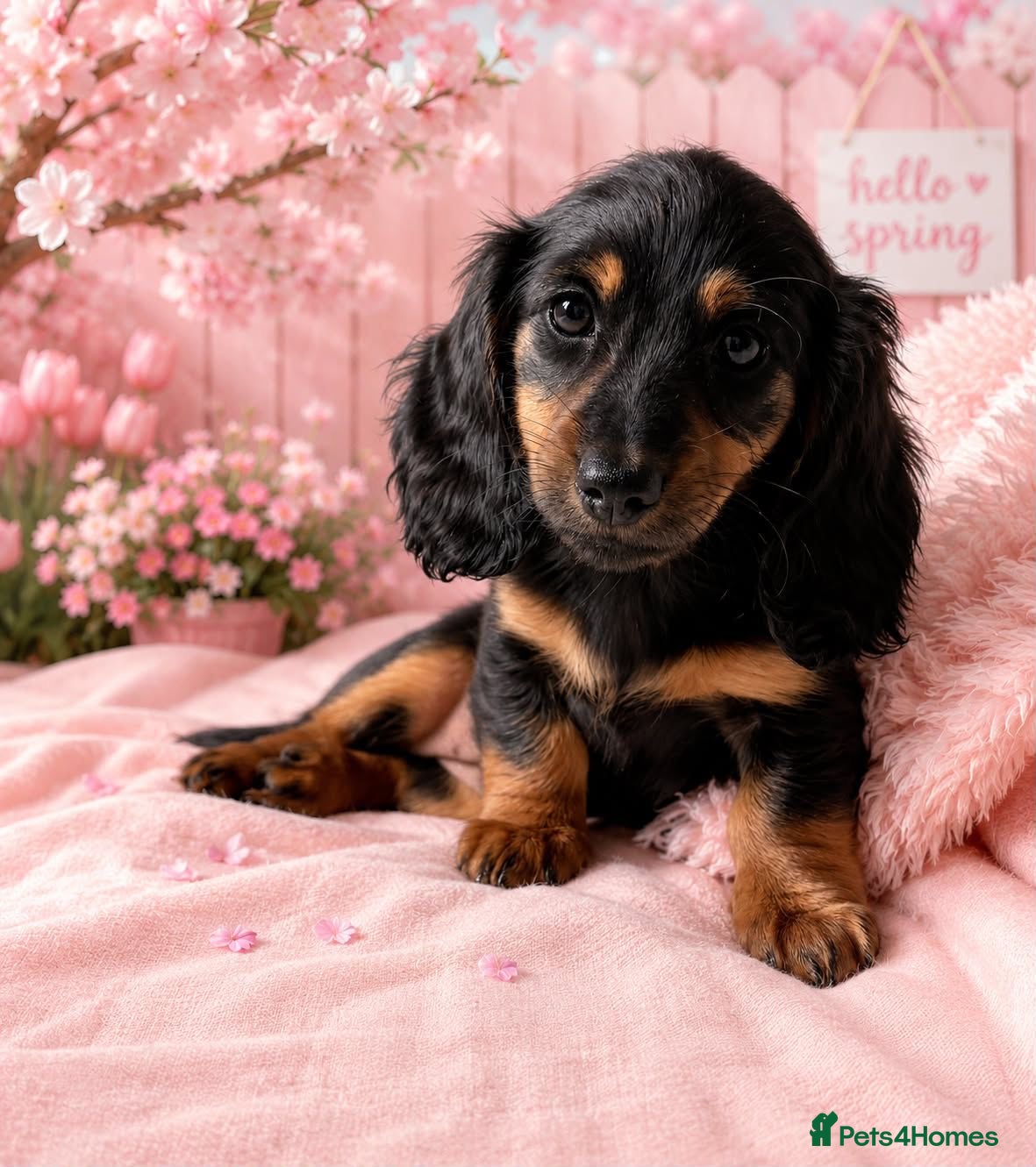 Miniature Dachshund dogs  READY NOW KC reg long haired mini dachshund  - Advert 1