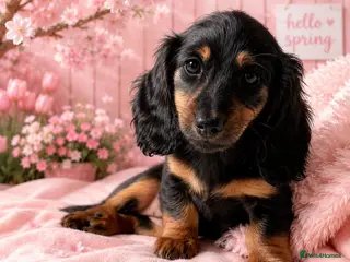 Miniature Dachshund dogs READY NOW KC reg long haired mini dachshund - Advert 1