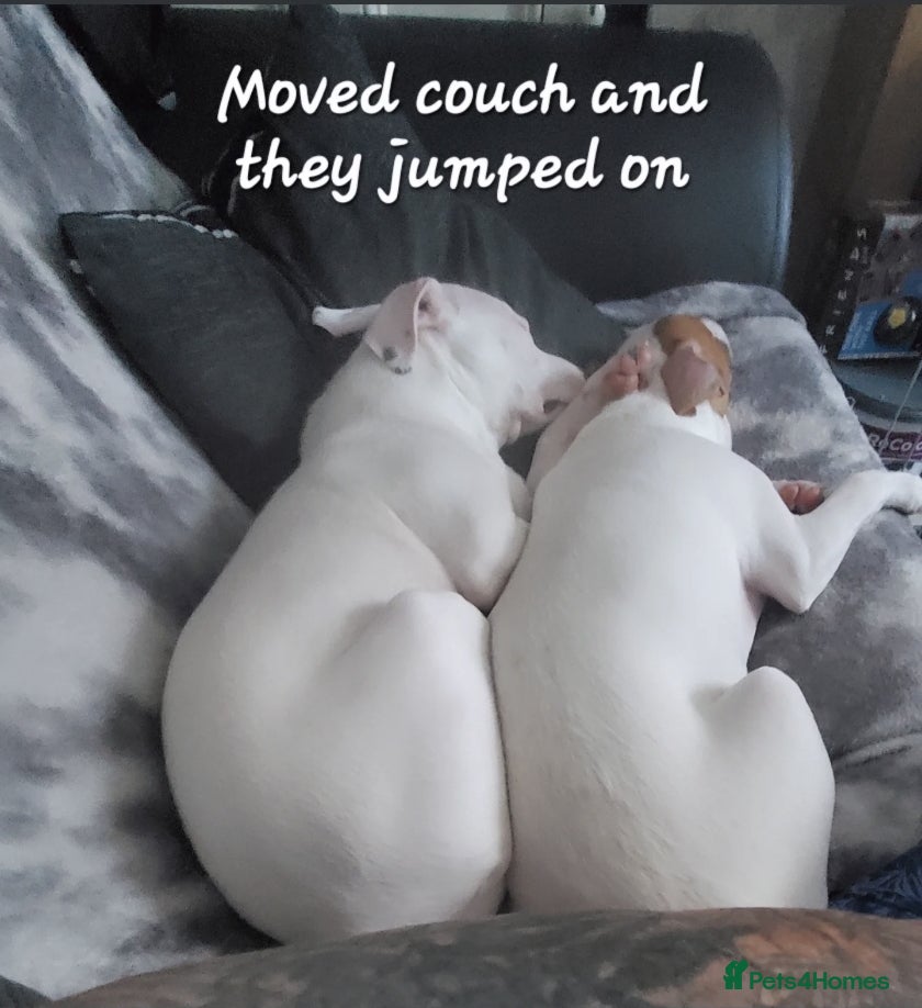 Staffordshire Bull Terrier dogs Two peas in a pod, staffys must go together  - Advert 1