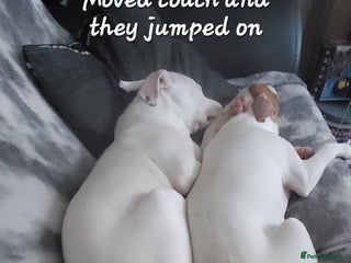 Staffordshire Bull Terrier dogs Two peas in a pod, staffys must go together - Advert 1