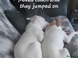 Staffordshire Bull Terrier dogs Two peas in a pod, staffys must go together - Advert 2