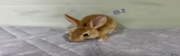 Rex rabbits for sale: mini Rex’s babies 8weeks + - Advert 6