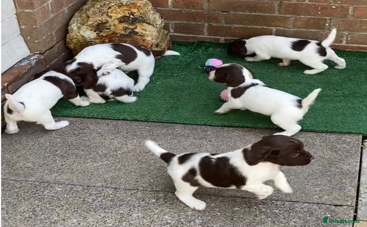 English Springer Spaniel dogs - Advert 8