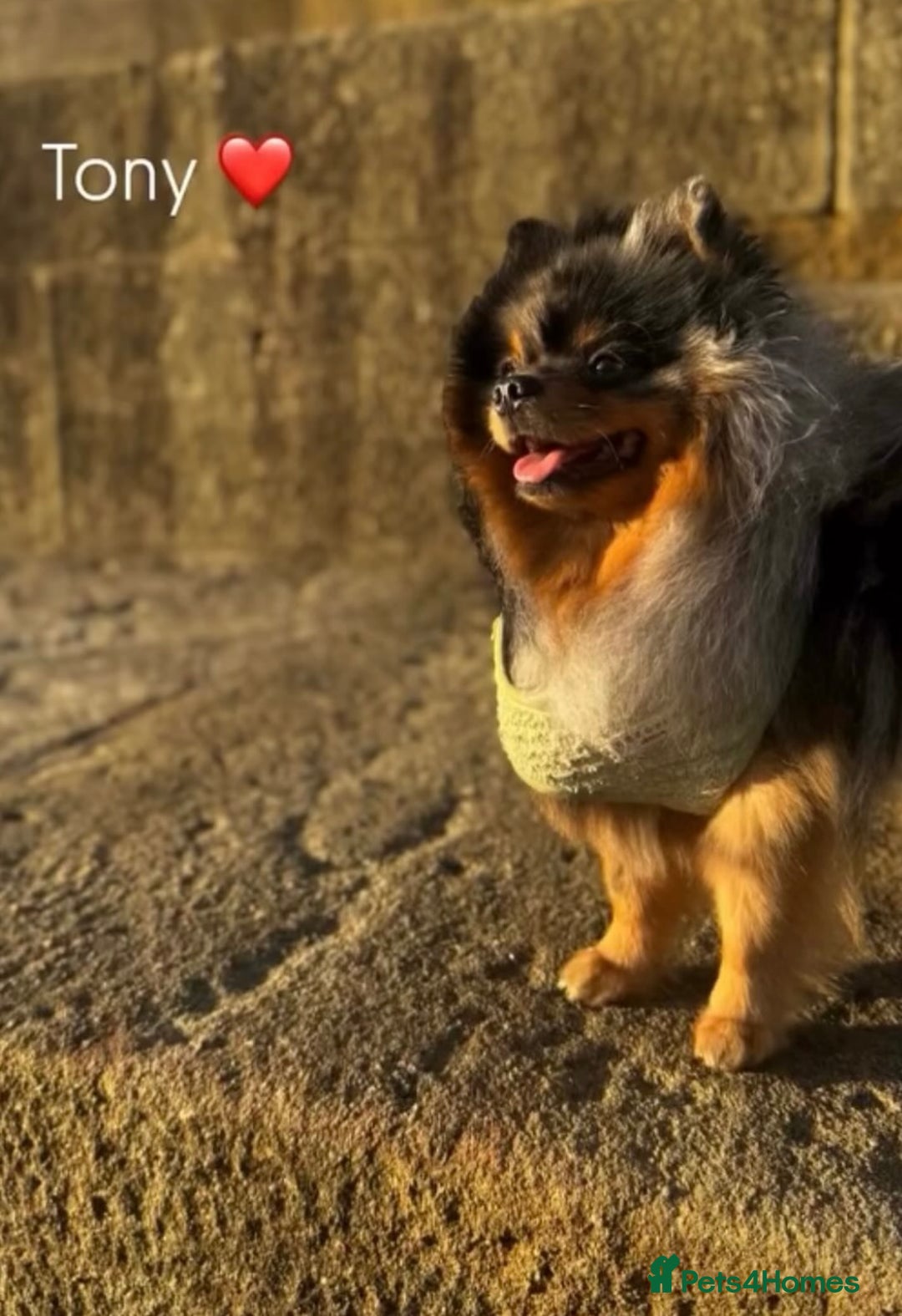 Pomeranian dogs for stud: Khabib the Pom full Russian lines  - Advert 13