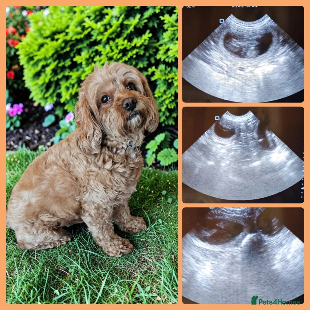Australian Labradoodle dogs for sale: Aussie Doodle - Australian Labradoodle F1B Puppies in Northampton - Advert 2