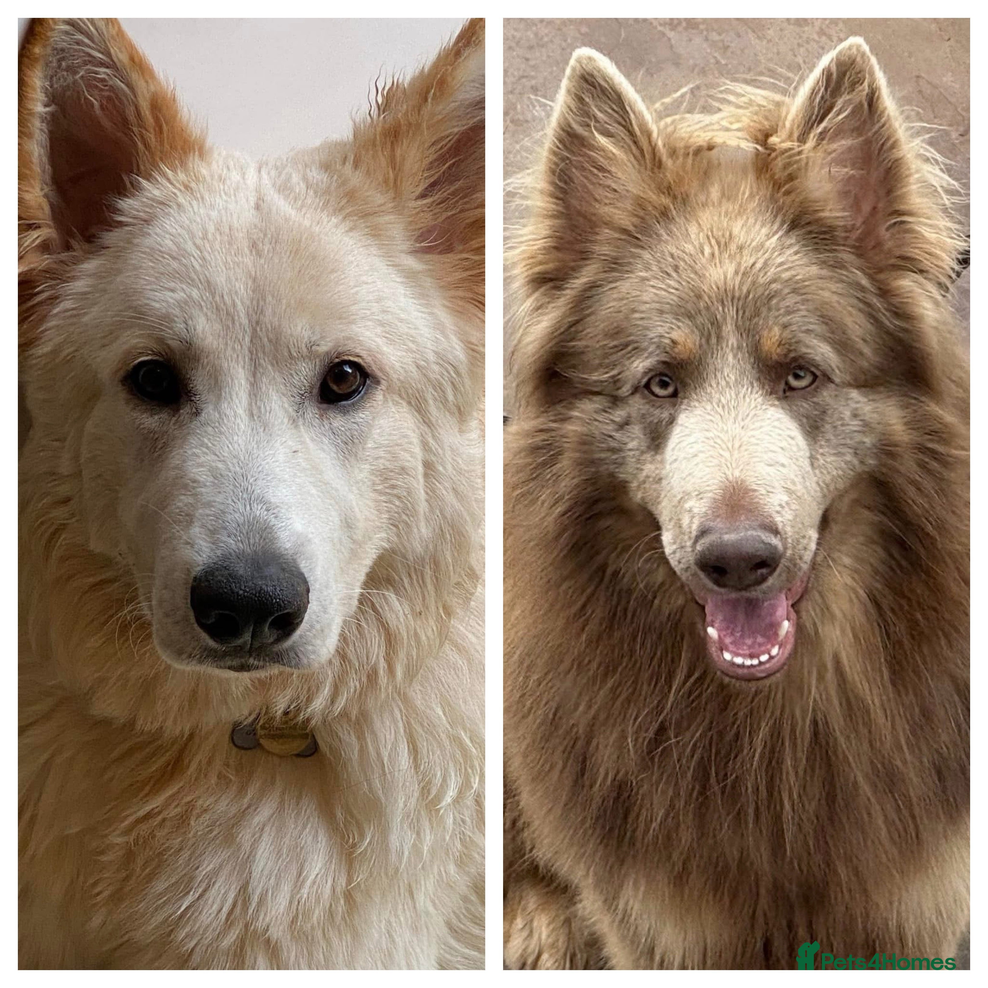 German Shepherd dogs Long Haired Health Tested German Shepherd Pups  - Advert 4