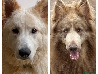 German Shepherd dogs Long Haired Health Tested German Shepherd Pups - Advert 6