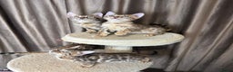 Bengal cats for sale: Adorable bengal kittens - Advert 2