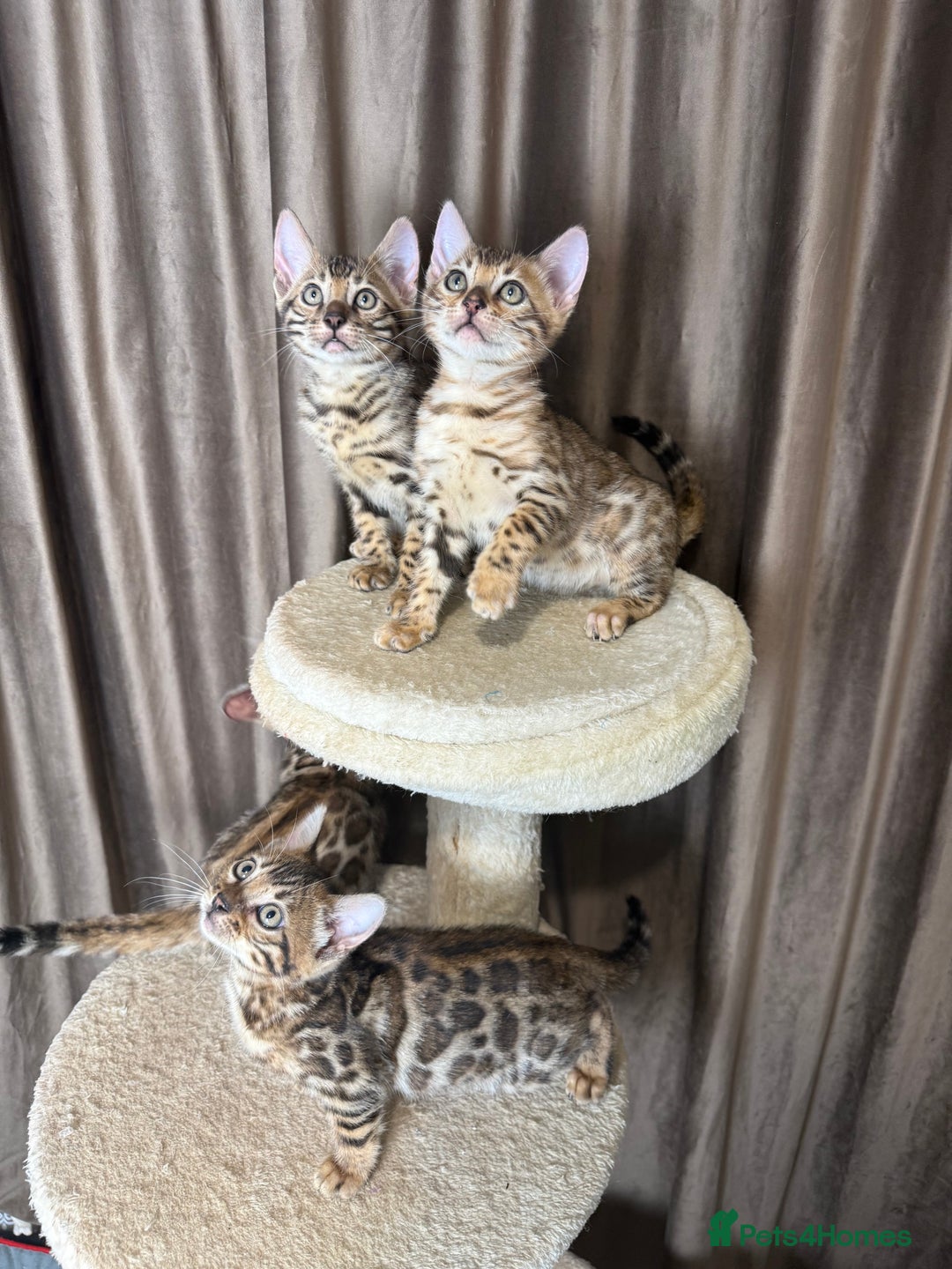 Bengal cats for sale: Adorable bengal kittens - Advert 2