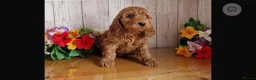 Cavapoo dogs for sale: Ms penelope henshaw - Advert 17
