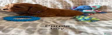 Purple collar boy