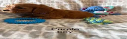 Cockapoo dogs for sale: Working cocker spaniel  - Advert 24