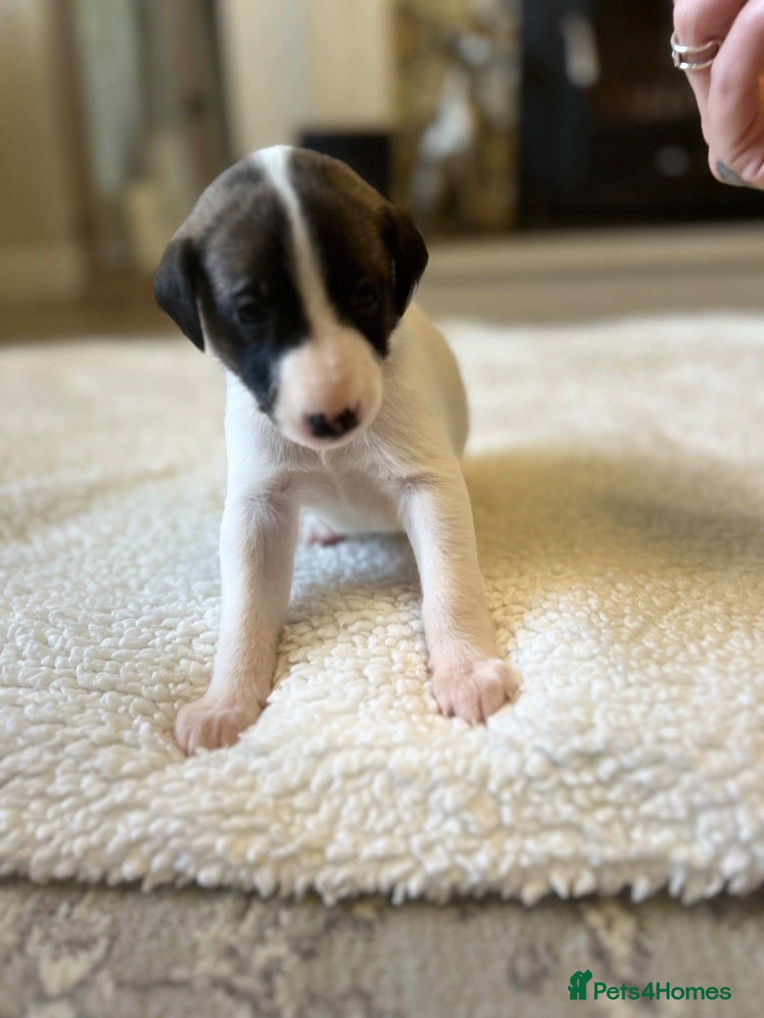 Whippet dogs Stunning pedigree whippet puppies  - Advert 1